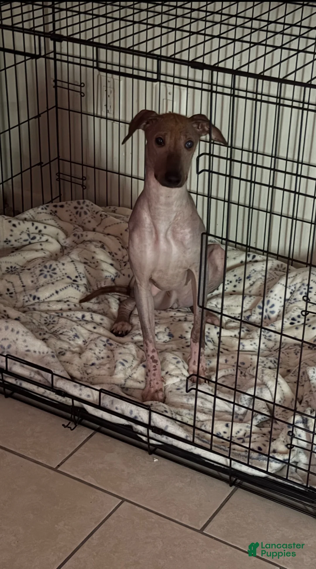 Xoloitzcuintle dogs for sale: Xoloitzcuintle Puppy 1 - Ad 2