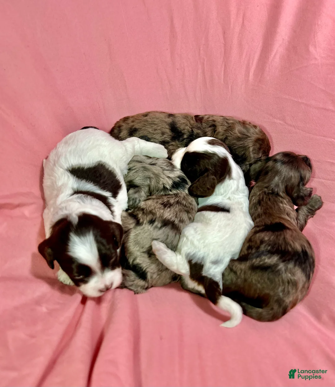 Cavapoo dogs for sale: Aiko - Ad 2