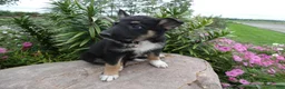 German Shepherd dogs for sale: German Shepherd Briella 3 - Ad 2