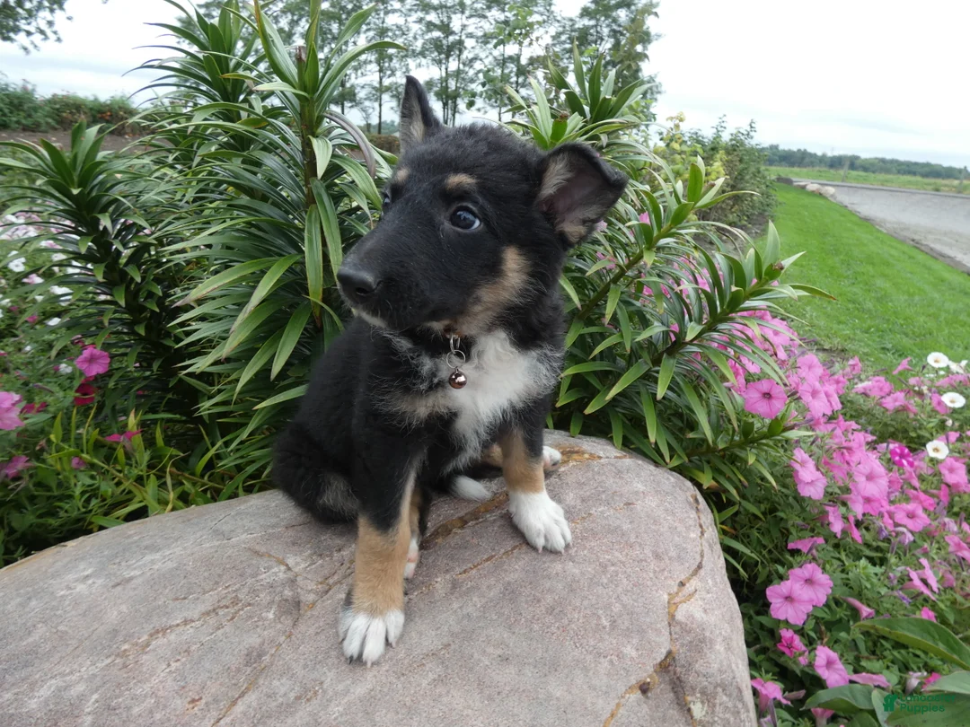 German Shepherd dogs for sale: German Shepherd Briella 3 - Ad 2