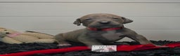 Great Dane dogs for sale: Great Dane Puppy 1 - Ad 1