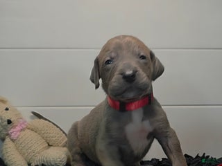 Great Dane dogs Great Dane Puppy 1 - Ad 36