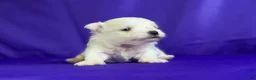 Maltipom dogs for sale: Donut  - Ad 3