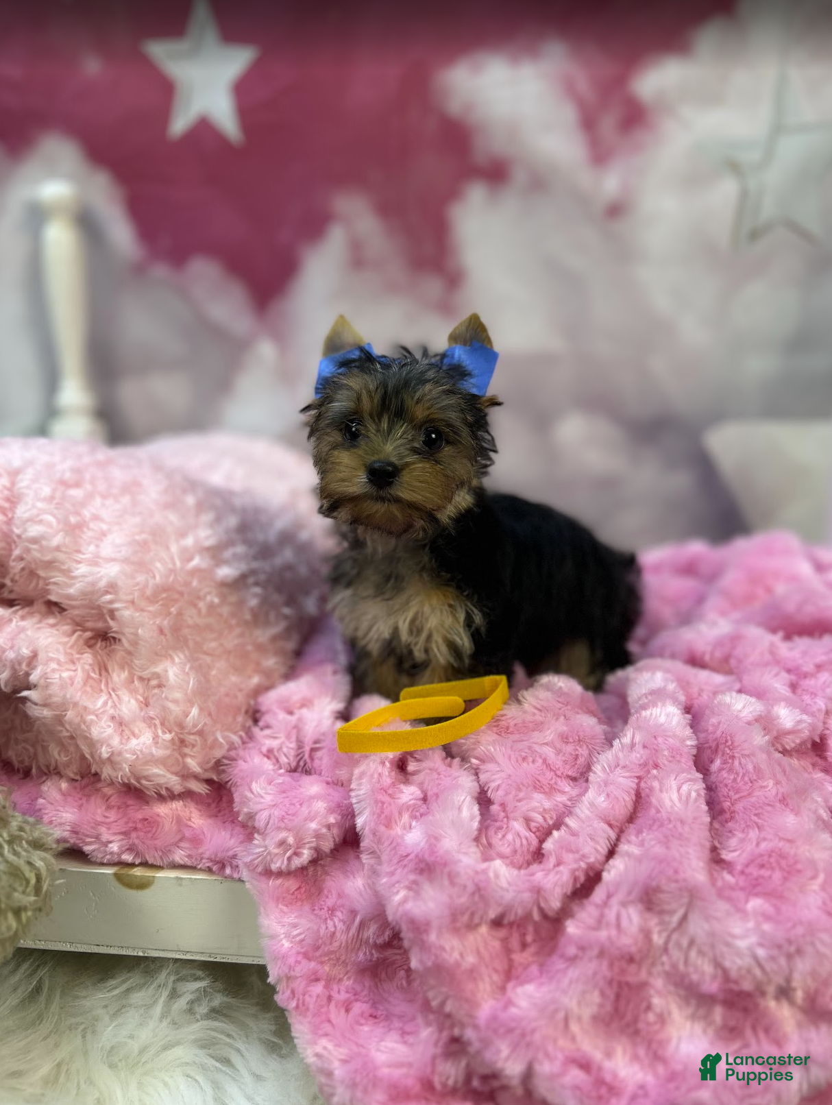 Yorkshire Terrier dogs Lizzy's Little Yellow - Ad 4