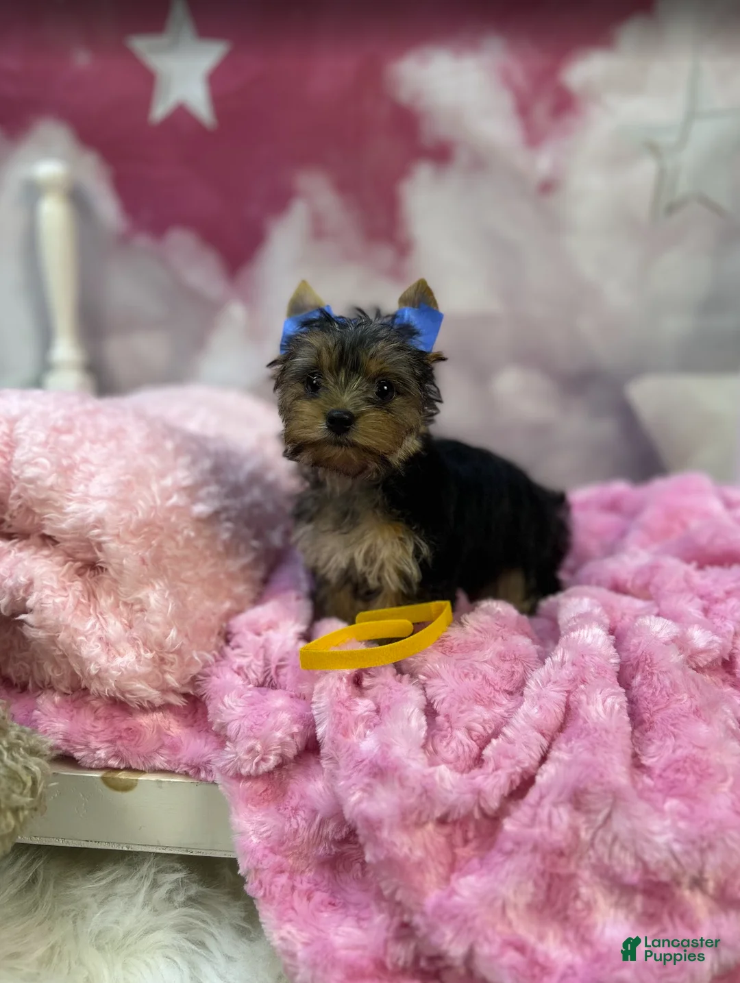 Yorkshire Terrier dogs for sale: Lizzy's Little Yellow - Ad 1