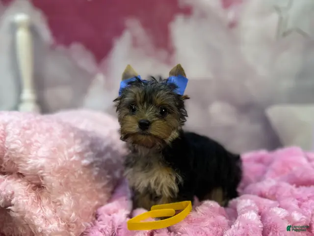 Yorkshire Terrier dogs Lizzy's Little Yellow - Ad 33
