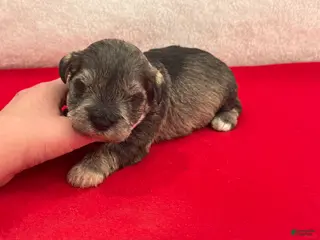 Miniature Schnauzer dogs Gypsy Female 1 - Ad 3