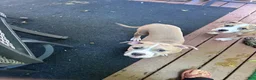 Mixed Breed dogs for sale: Delilah - Ad 3
