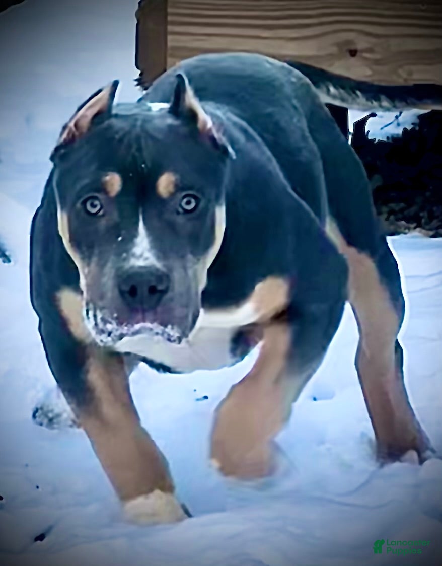 American Bully dogs Maggie - Ad 2