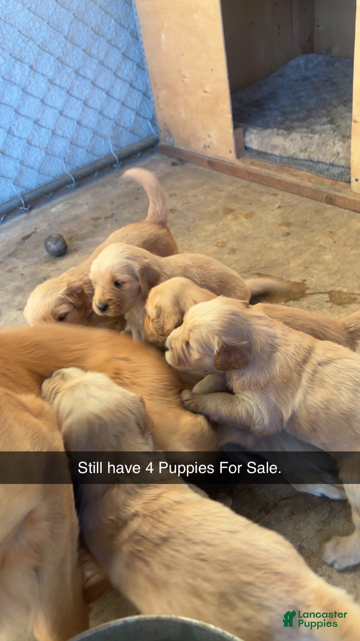 Golden Retriever dogs for sale: Golden Retriever 4 - Ad 22