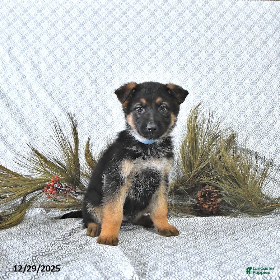 German Shepherd dogs Rizzo - Ad 25