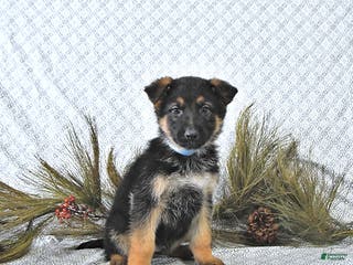 German Shepherd dogs Rizzo - Ad 14