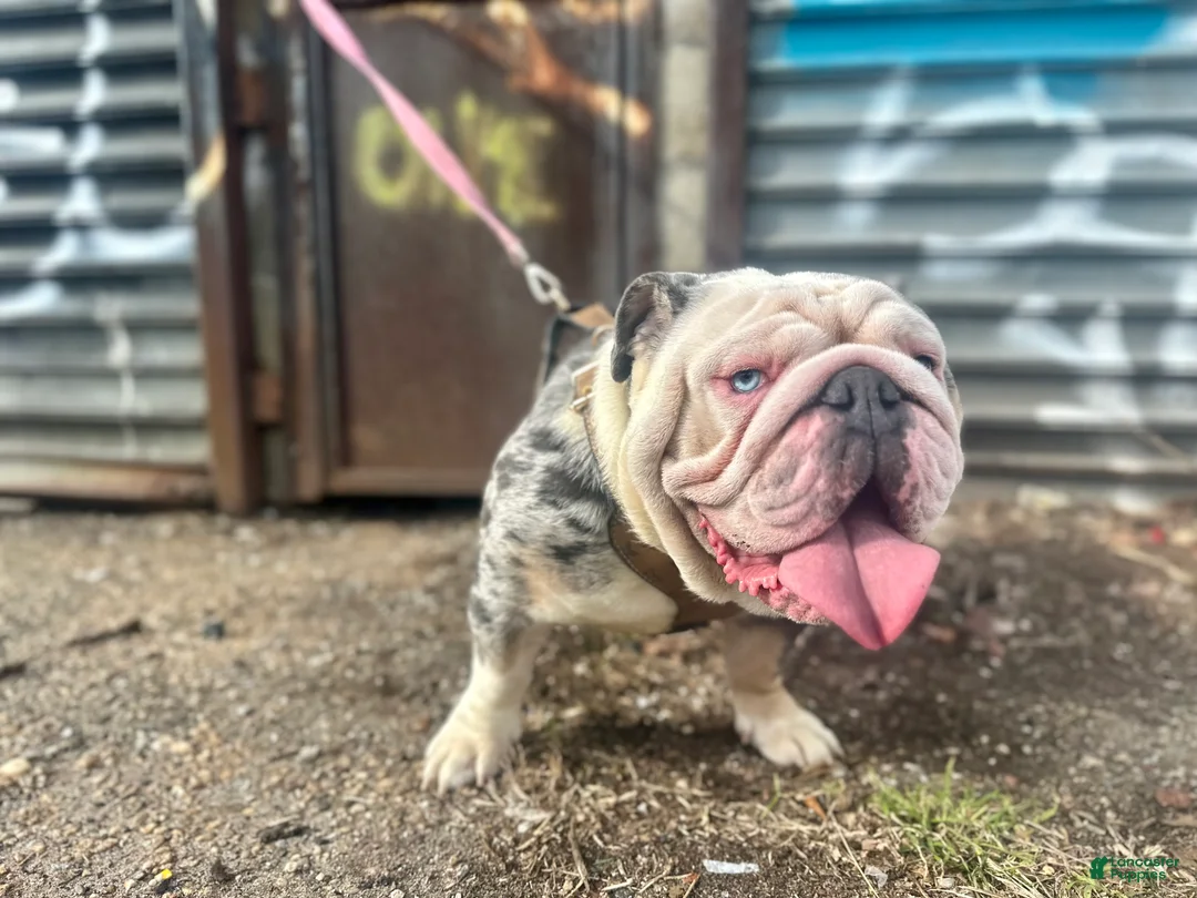 English Bulldog dogs for stud: Toby Crypto - Ad 5