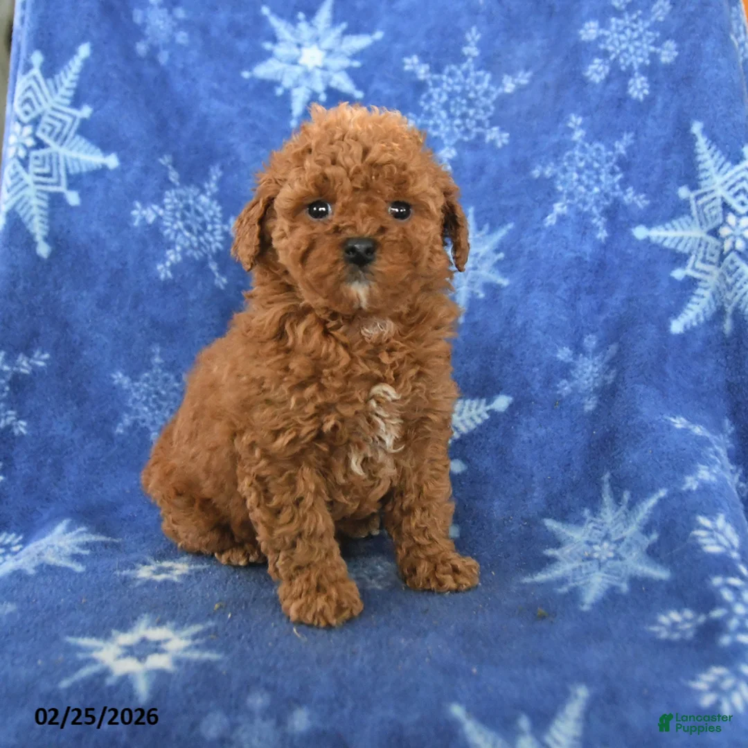 Miniature Poodle dogs for sale: Ferris - Ad 1
