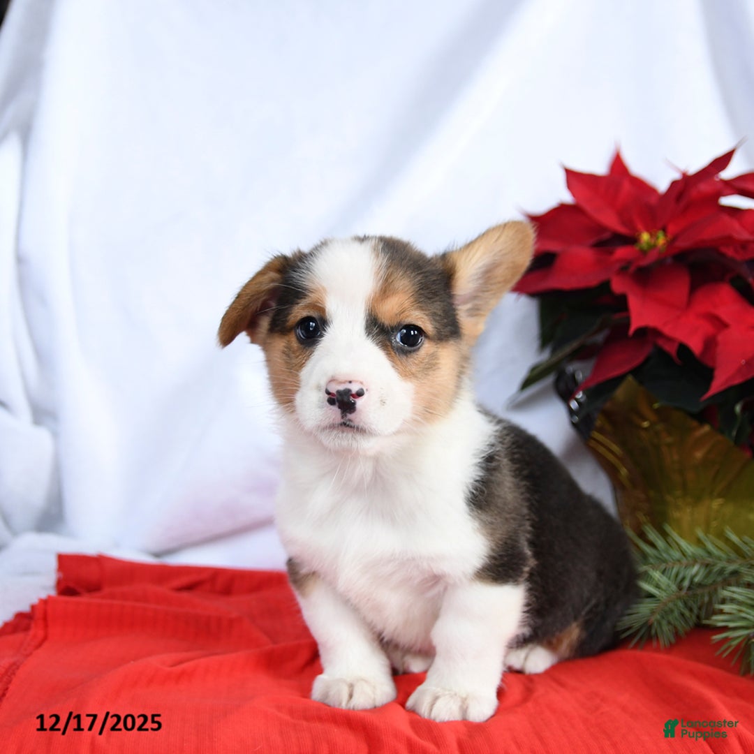 Welsh Corgi Pembroke dogs for sale: Ryan - Ad 1