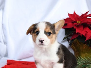 Welsh Corgi Pembroke dogs Ryan - Ad 1