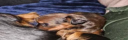 Miniature Dachshund dogs for sale: Miniature Dachshund 3 - Ad 5