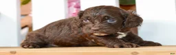 Cockapoo dogs for sale: Claudia - Ad 4