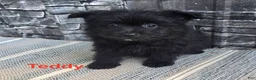 Pomapoo dogs for sale: Pomapoo 3 - Ad 3