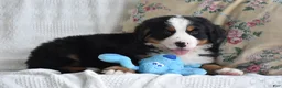 Bernese Mountain Dog dogs for sale: Bernard  - Ad 11