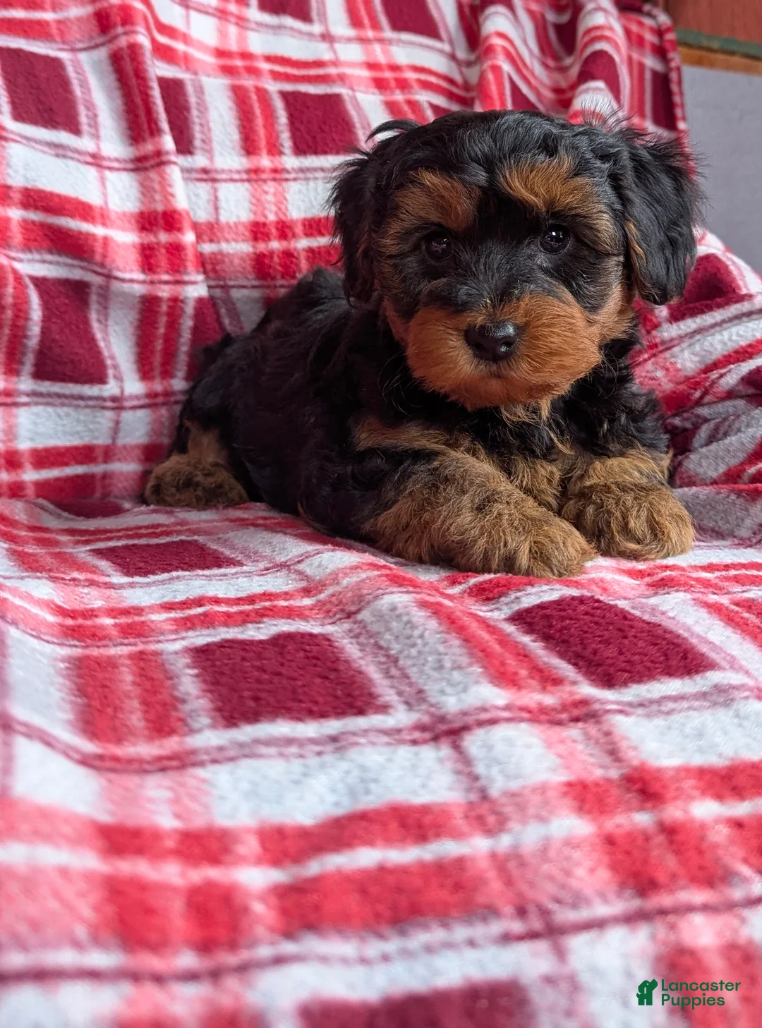 Yorkiepoo dogs for sale: Apollo - Ad 13