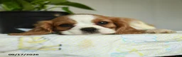 Cavalier King Charles Spaniel dogs for sale: Pumpkin - Ad 3