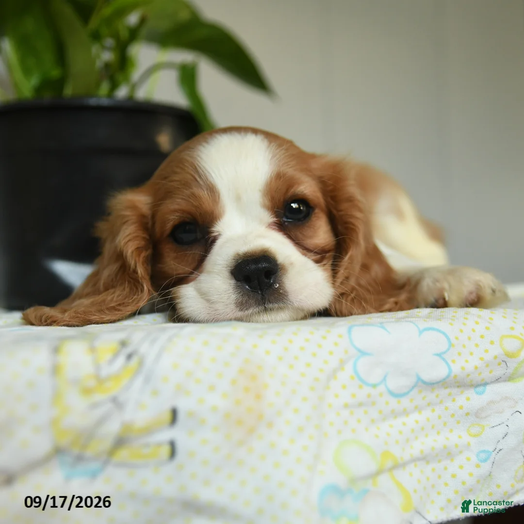 Cavalier King Charles Spaniel dogs for sale: Pumpkin - Ad 3