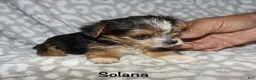 Yorkshire Terrier dogs for sale: Solana - Ad 6