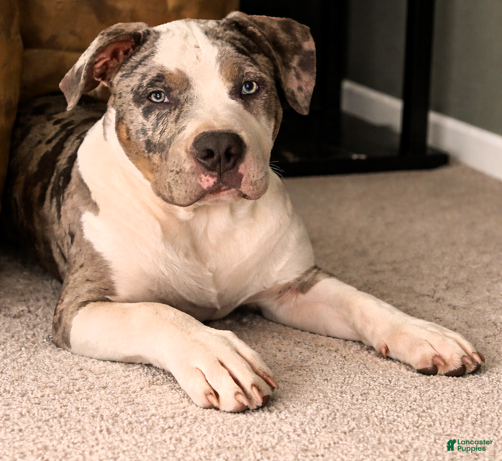 American Bully dogs "AL B SURE" TRI MERLE - Ad 34