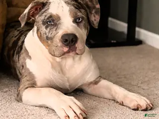 American Bully dogs "AL B SURE" TRI MERLE - Ad 34