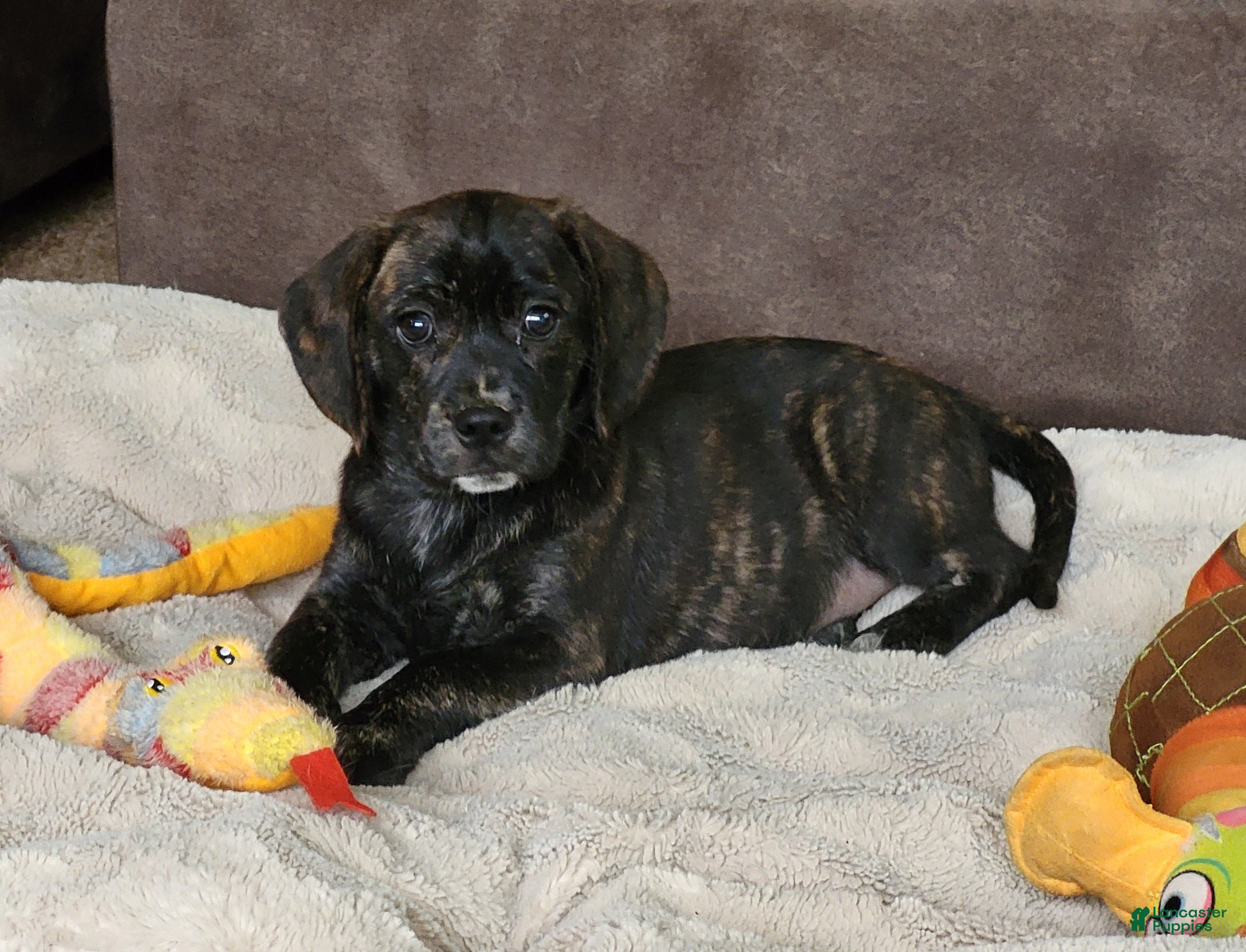 Puggle dogs Lola - Ad 4