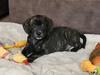 Puggle dogs Lola - Ad 5
