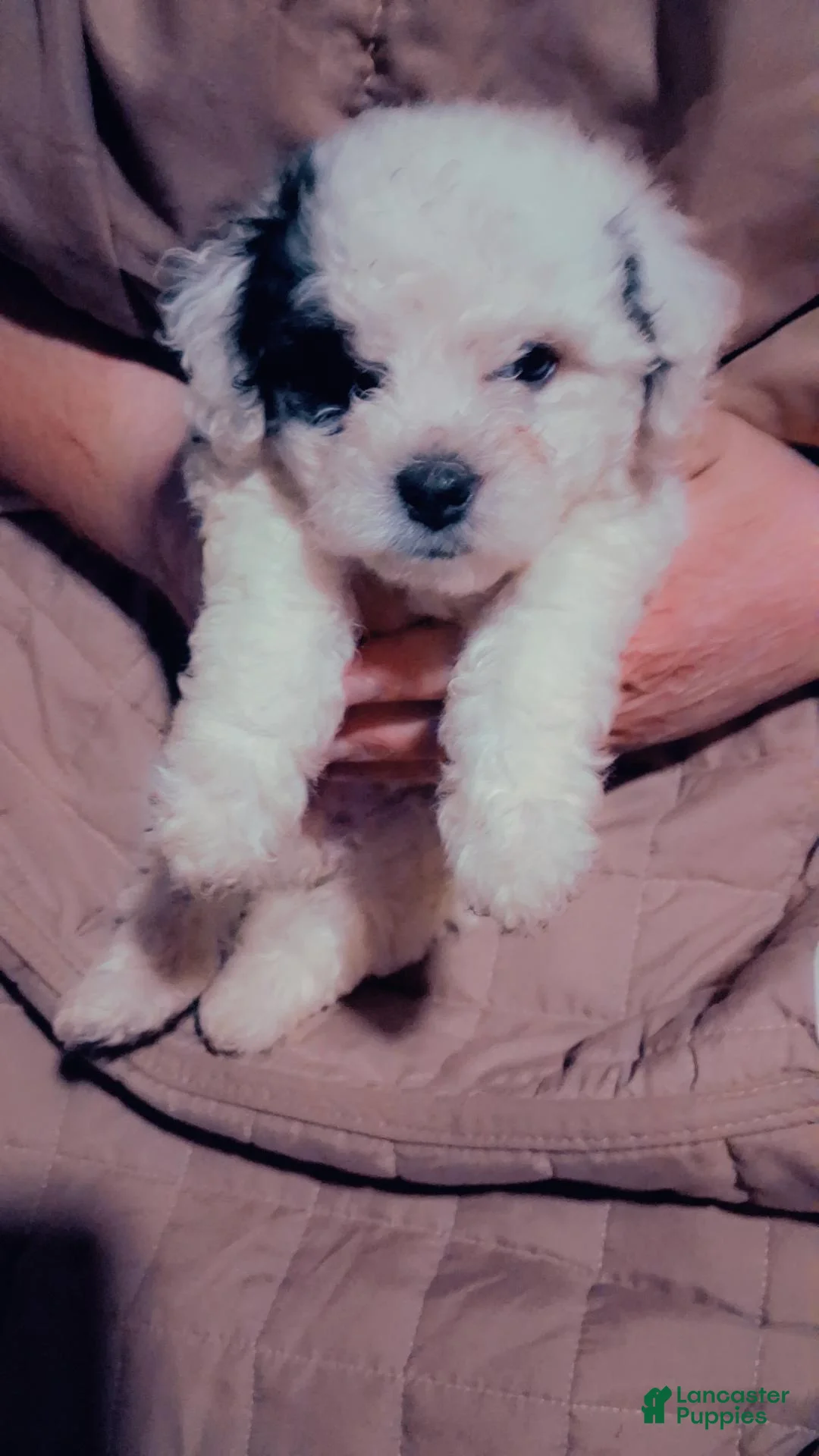 Shihpoo dogs for sale: Dotty - Ad 1