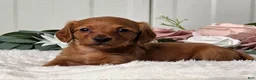 Miniature Dachshund dogs for sale: Jenny  - Ad 3