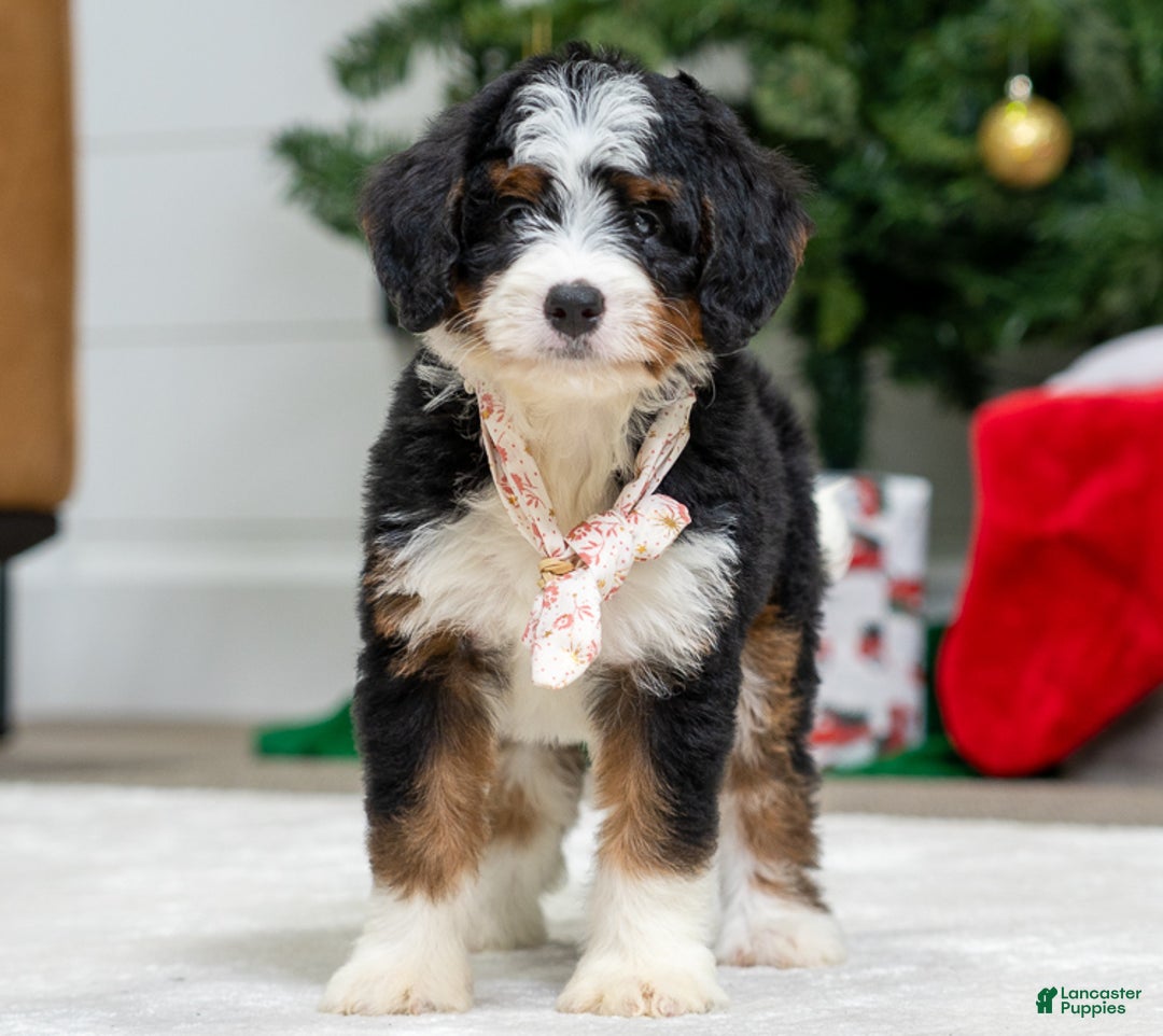 Mini Bernedoodle dogs for sale: Peanut - Ad 3