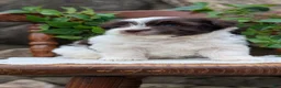 Havanese dogs for sale: Namor - Ad 8