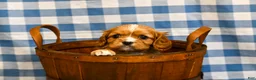 Cavalier King Charles Spaniel dogs for sale: Chad - Ad 4