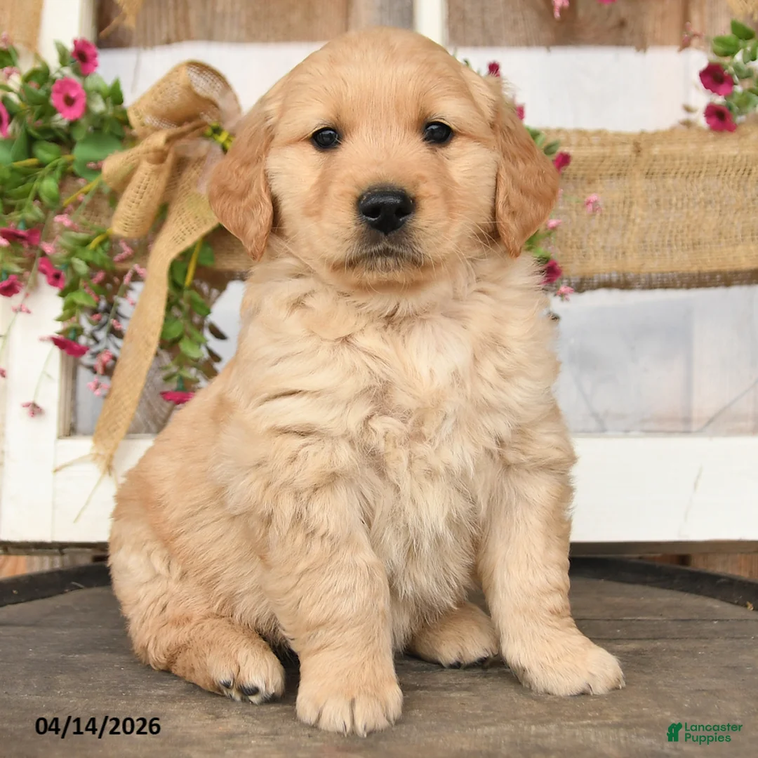 Golden Retriever dogs for sale: Lewis - Ad 3