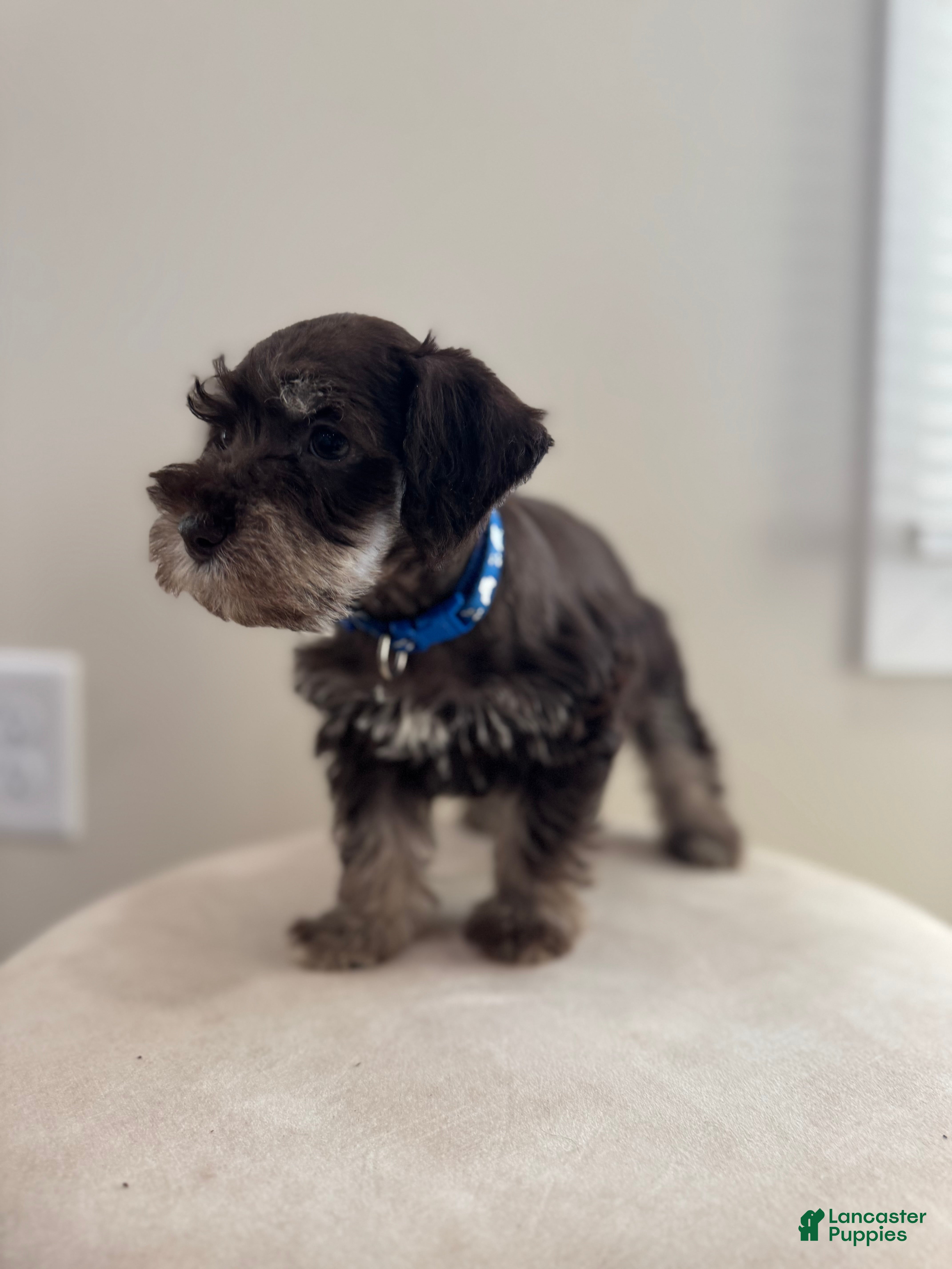 Miniature Schnauzer dogs Miniature Schnauzer Puppy 1 - Ad 24