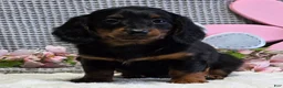 Miniature Dachshund dogs for sale: Emma - Ad 4