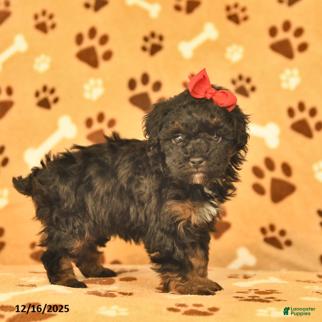 Toy Poodle dogs for sale: Milo  - Ad 2