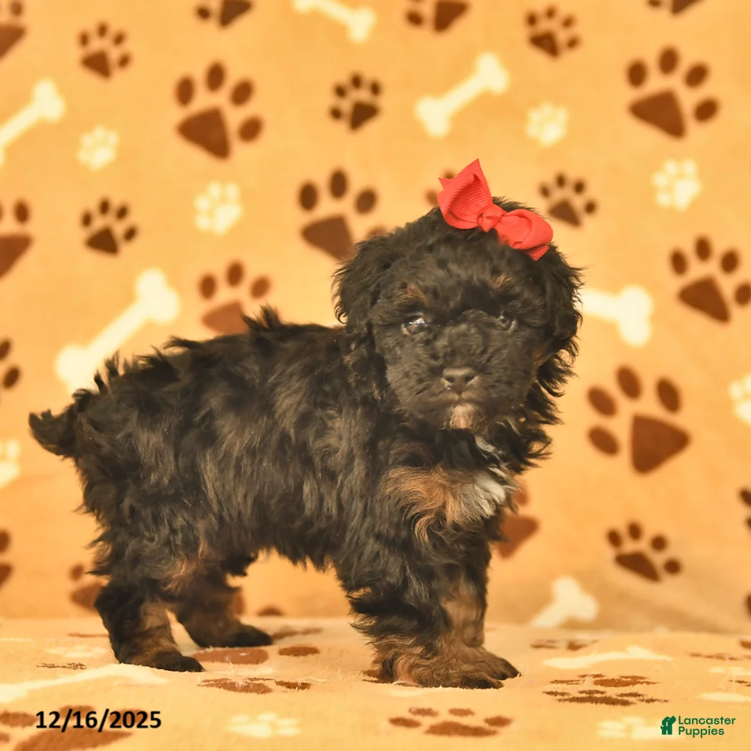 Toy Poodle dogs for sale: Milo  - Ad 2