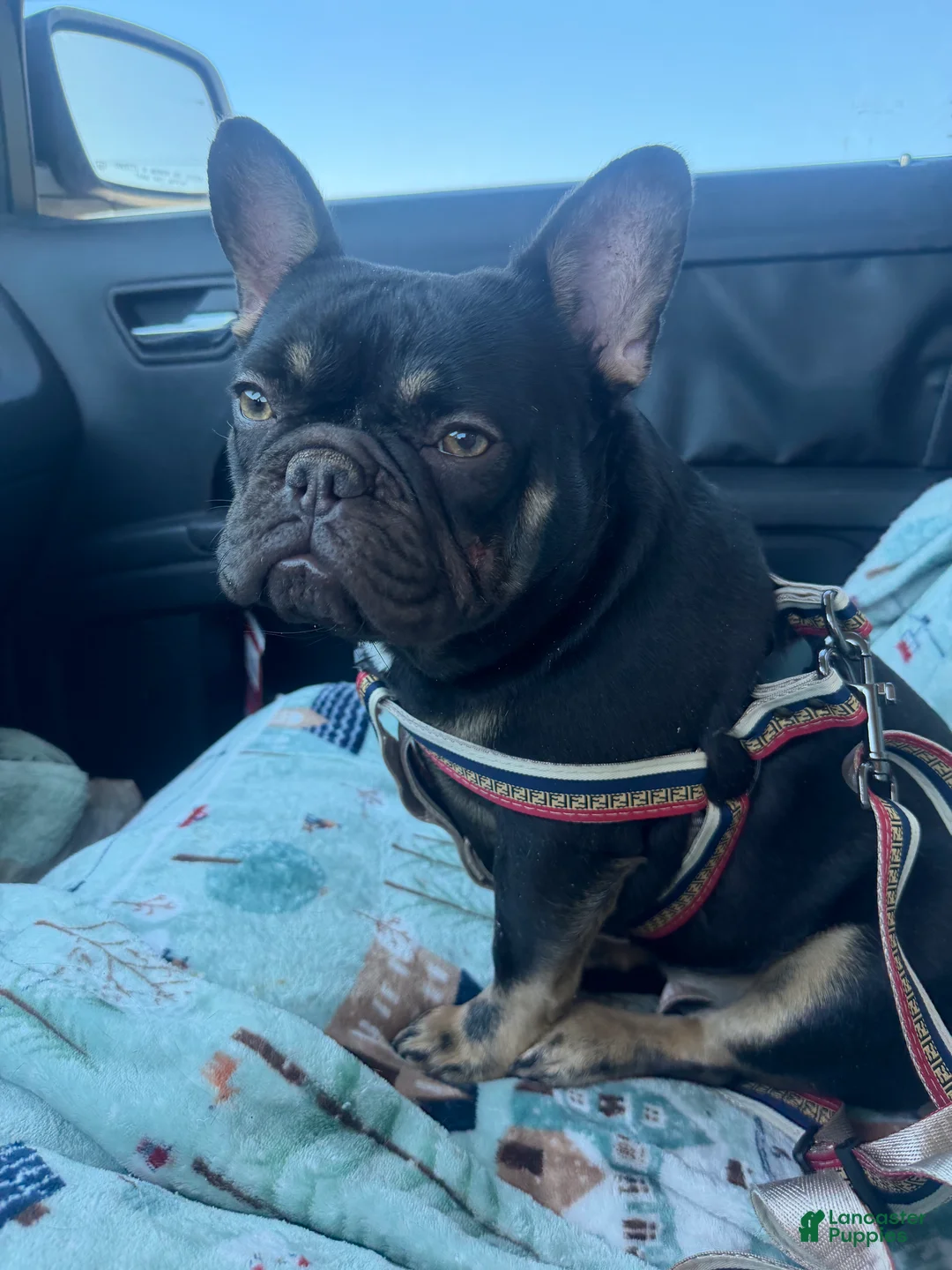 French Bulldog dogs for sale: Yogi Bear - Ad 2