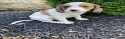 Mixed Breed dogs for sale: Skippy - Ad 5