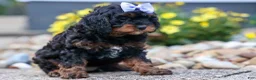 Cavapoo dogs for sale: Wanda 🐶 - Ad 9
