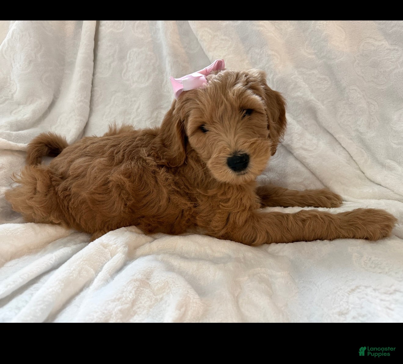 Goldendoodle dogs Rosie  - Ad 10