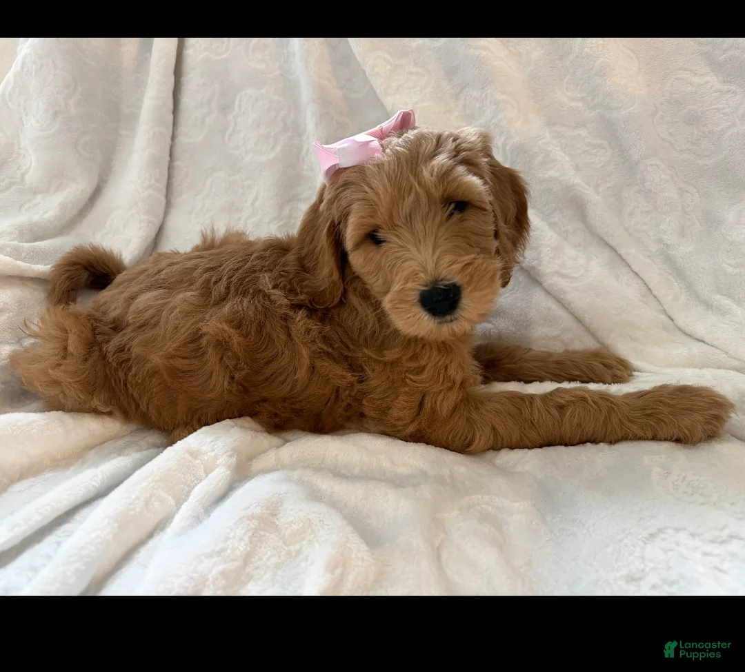 Goldendoodle dogs for sale: Rosie  - Ad 1