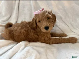 Goldendoodle dogs Rosie - Ad 10