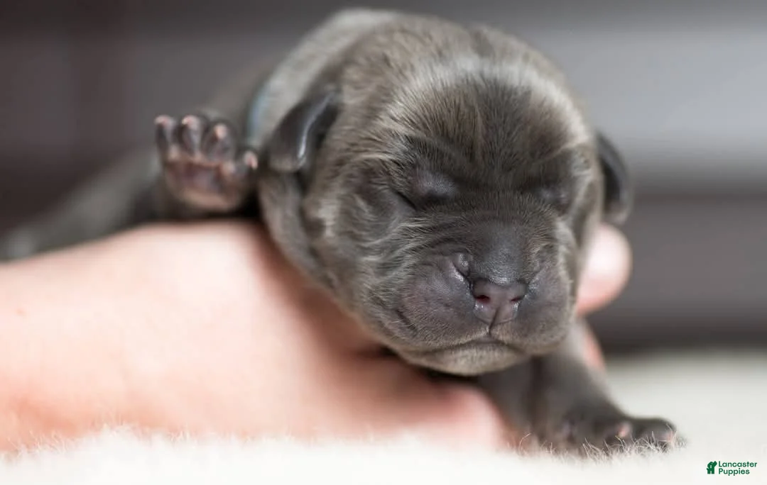 Cane Corso dogs for sale: Titan Bones Royal Majesty  - Ad 2