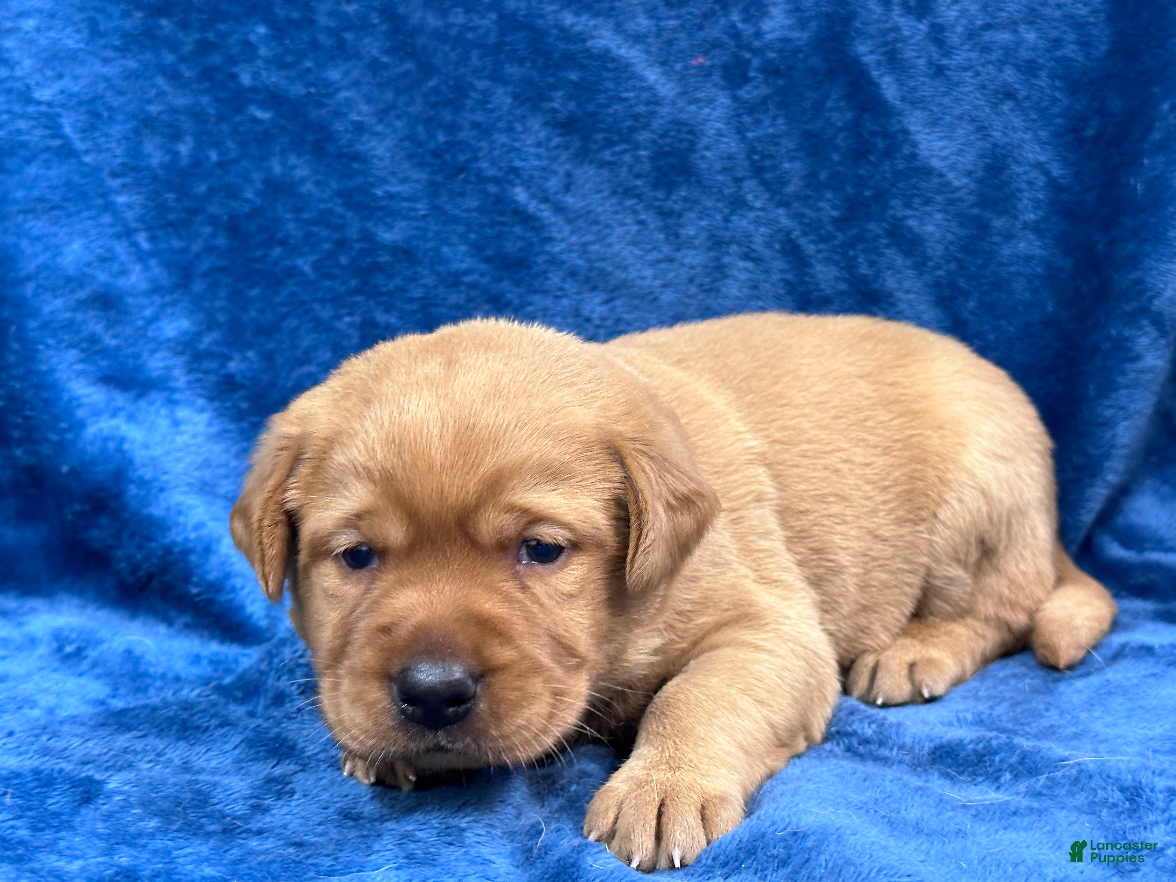 Labrador Retriever dogs Female #3 aka third born pup - Ad 2